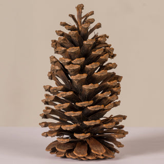 Large Natural Pine Cones