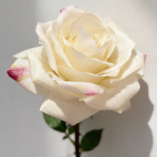 Luxury Real Touch Rose Long Faux Stem