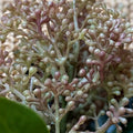 Berry green