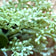 Ivory green