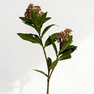 Luxury Skimmia Real Touch Faux Stem